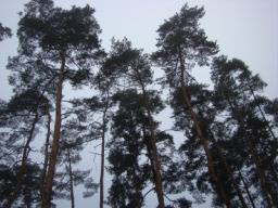 Resize of DSC05704.JPG